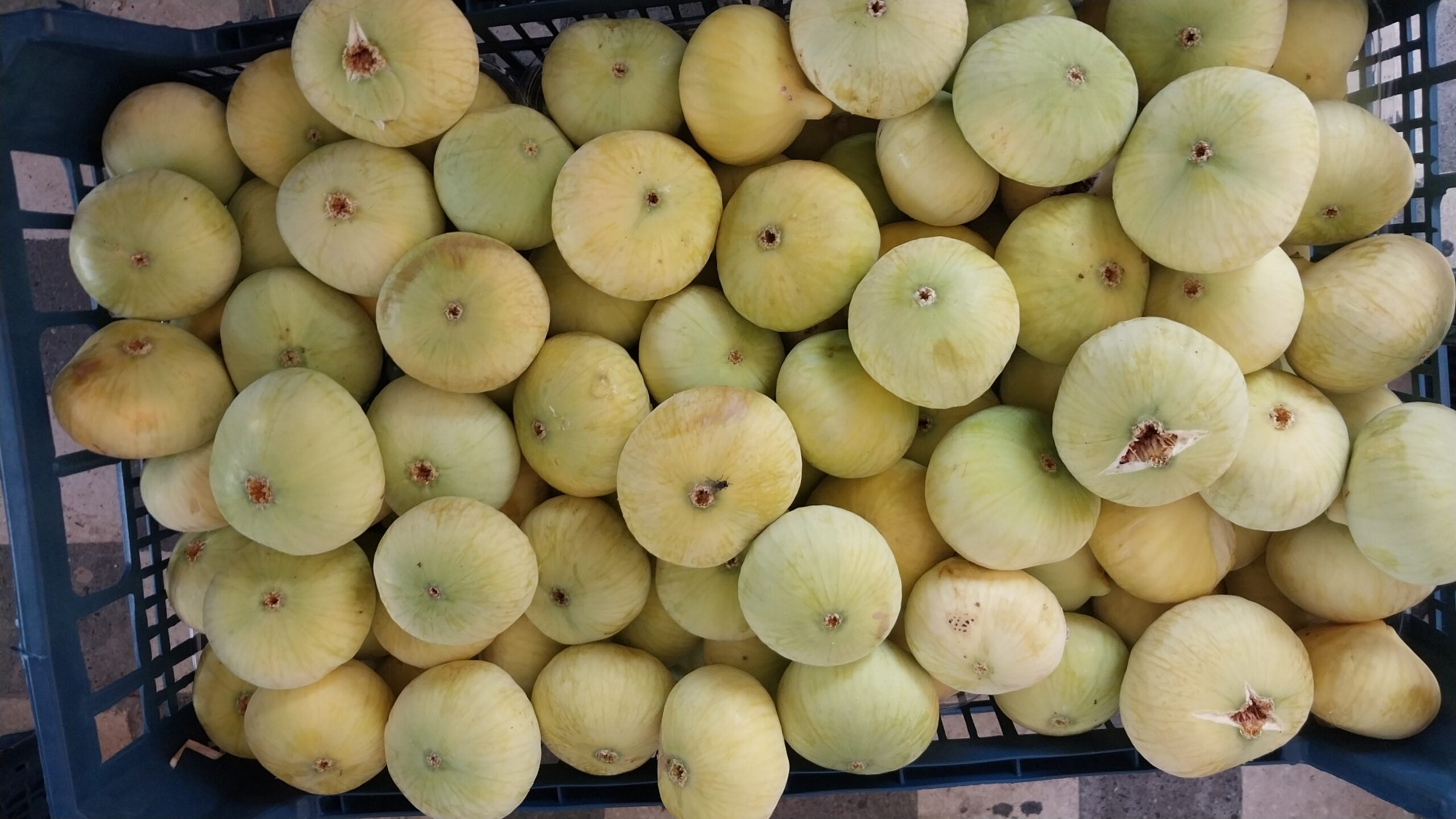 MERSİN’DE MUT BEYAZ İNCİRİ ALTIN YILINI YAŞIYOR