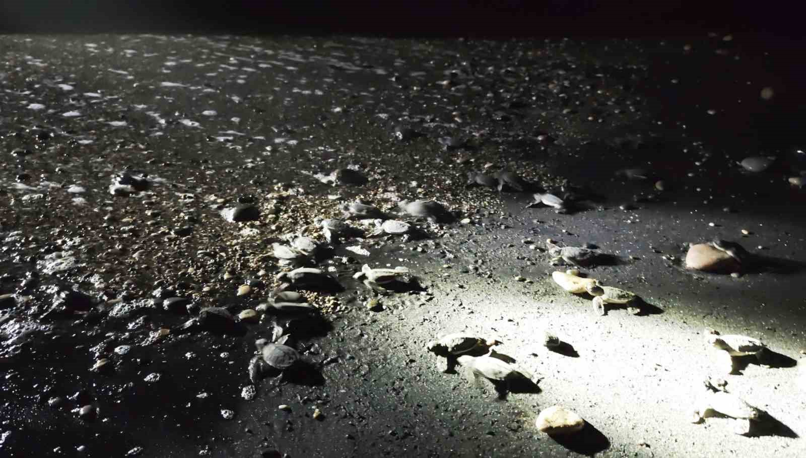 MERSİN’DE YÖNÜNÜ ŞAŞIRAN YAVRU KAPLUMBAĞALAR GÖNÜLLÜLER TARAFINDAN DENİZE ULAŞTIRILIYOR