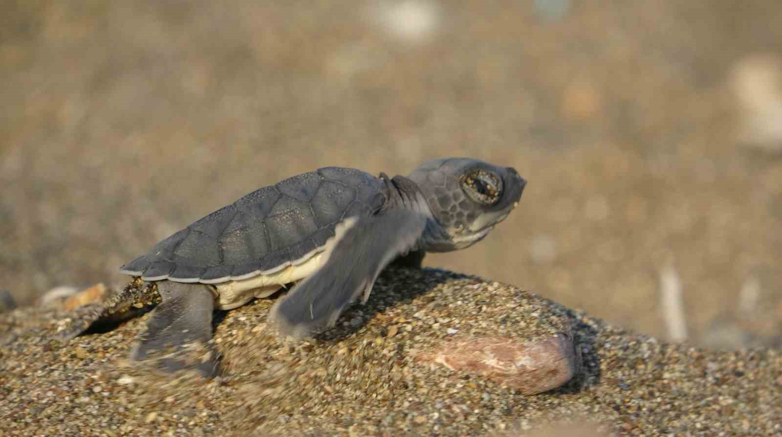 AKDENİZ’İN SİMGESİ YAVRU CARETTALARIN ÇIKIŞI TÜM HIZIYLA SÜRÜYOR