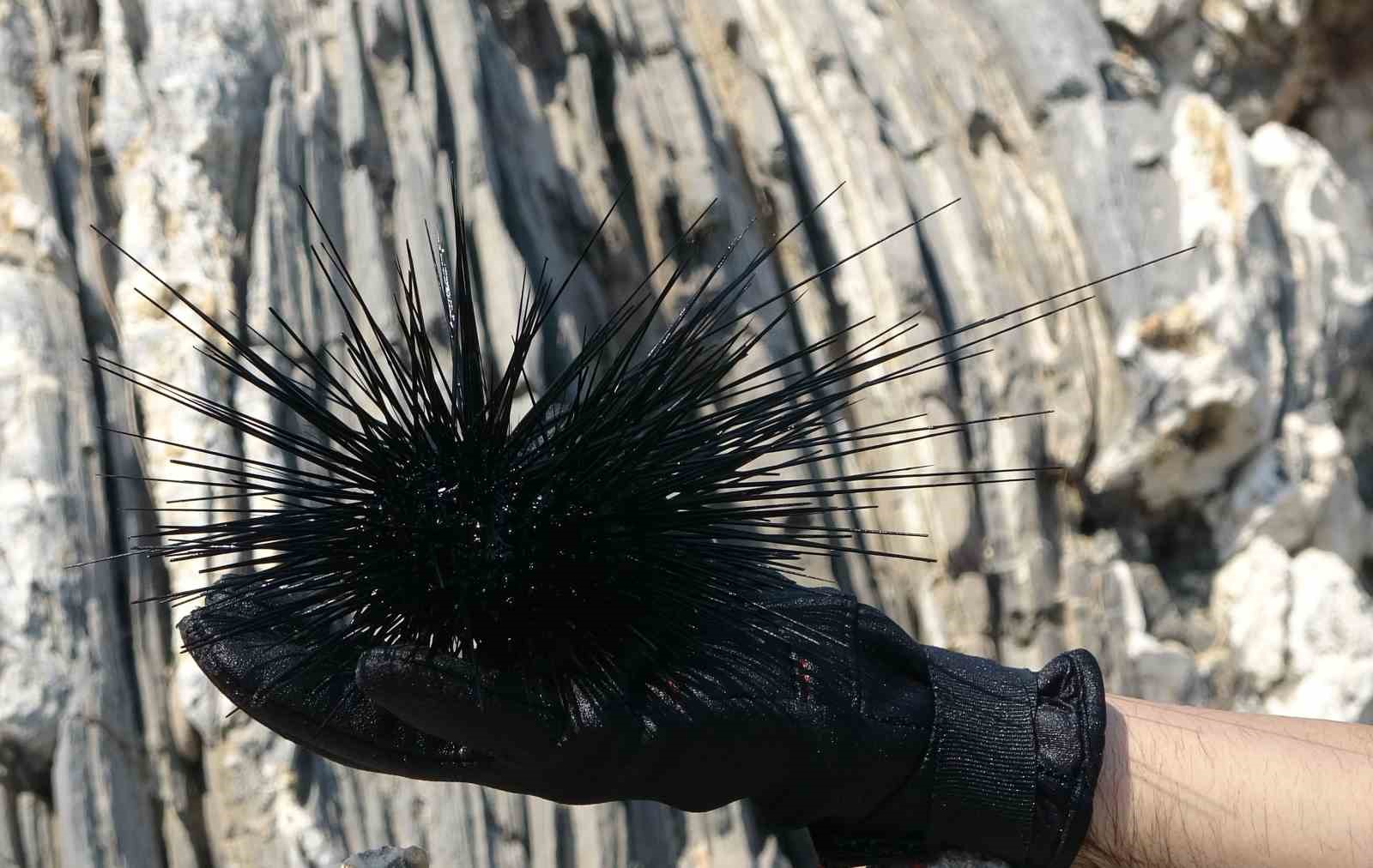 MERSİN’DE ZEHİRLİ DENİZ KESTANELERİ VE ASLAN BALIĞI AZALDI