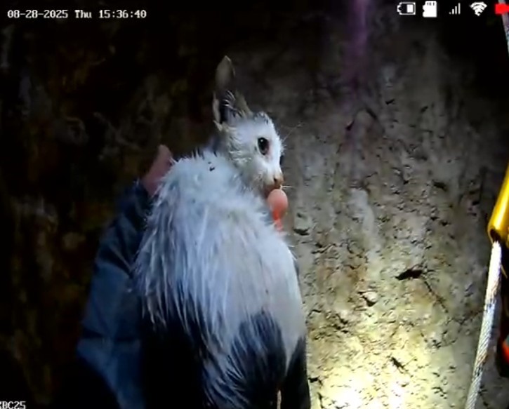 20 METRELİK KUYUYA DÜŞEN YAVRU KEDİ KURTARILDI