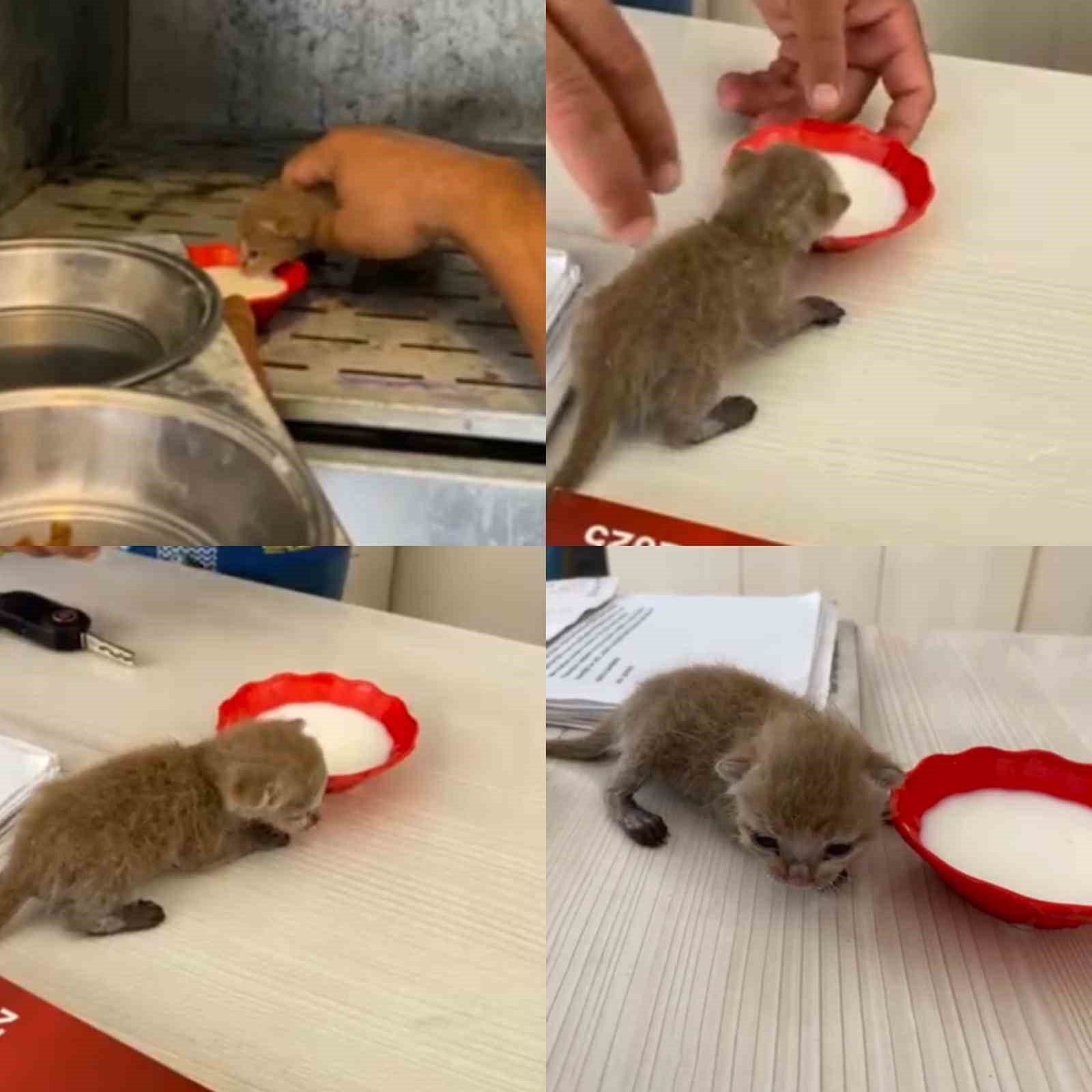 EN MUTLU GÜNLERİNDE EVLERİ YAKILMIŞTI: ENKAZDAN 6 GÜN SONRA YAVRU KEDİ ÇIKTI