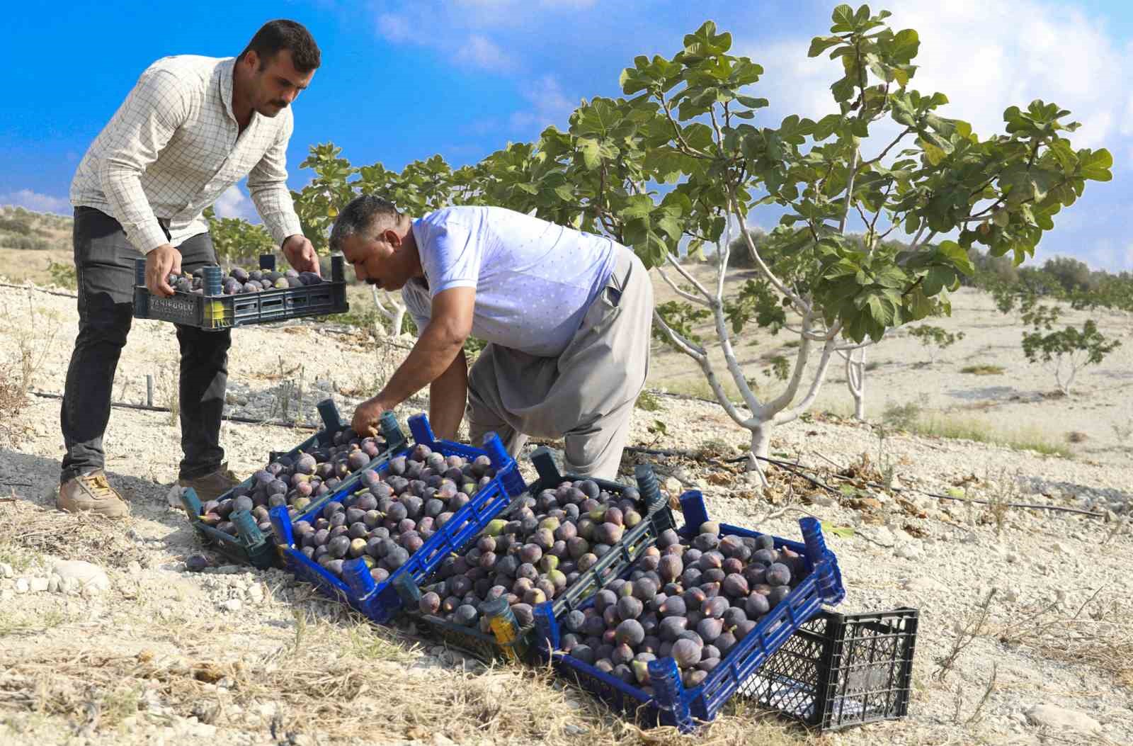 FİDANLAR TOPRAKLA BULUŞTU, MEYVELER KASALARI DOLDURDU
