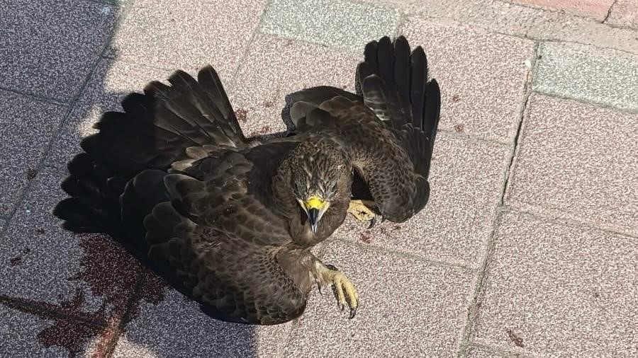 BİTKİN HALDE BULUNAN ŞAHİN KORUMA ALTINA ALINDI