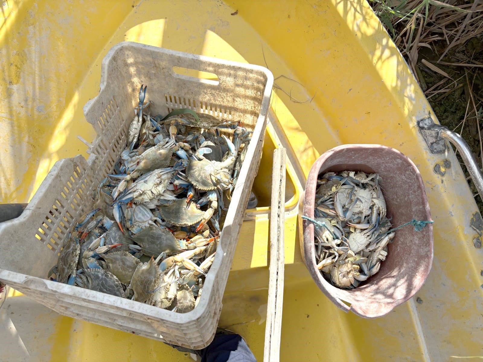 GÖKSU DELTASI’NDA MAVİ YENGEÇ AVCILARI YAKALANDI