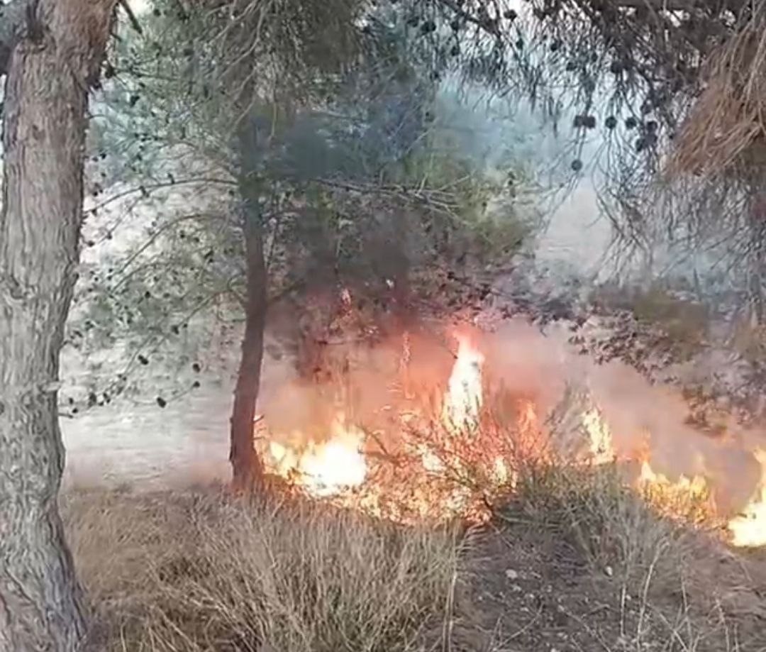 ADANA’DA BİR ÇOCUĞUN ÇIKARDIĞI ÖNE SÜRÜLEN YANGINDA 100 ZEYTİN AĞACI YANDI