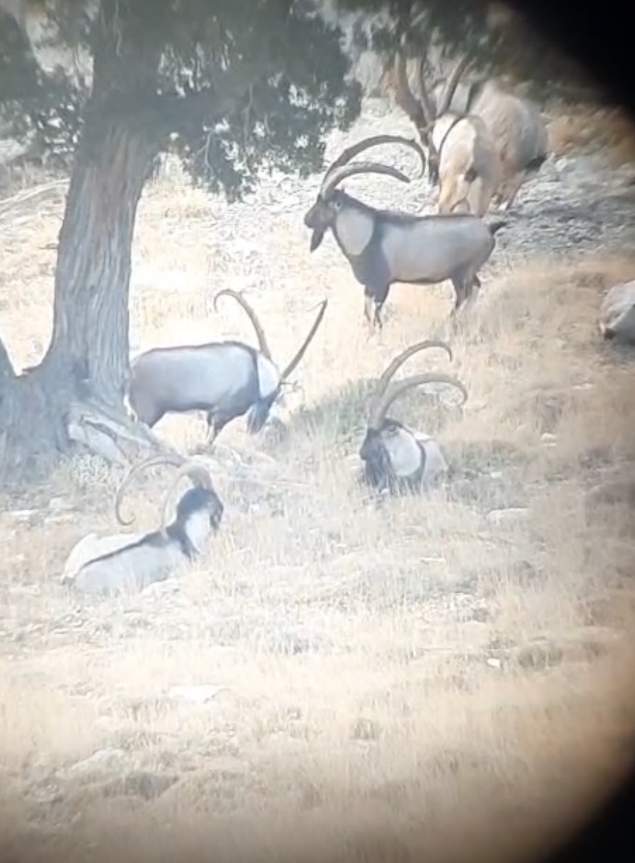 TOROSLARDAKİ YABAN KEÇİLERİ KORUMA ALTINDA