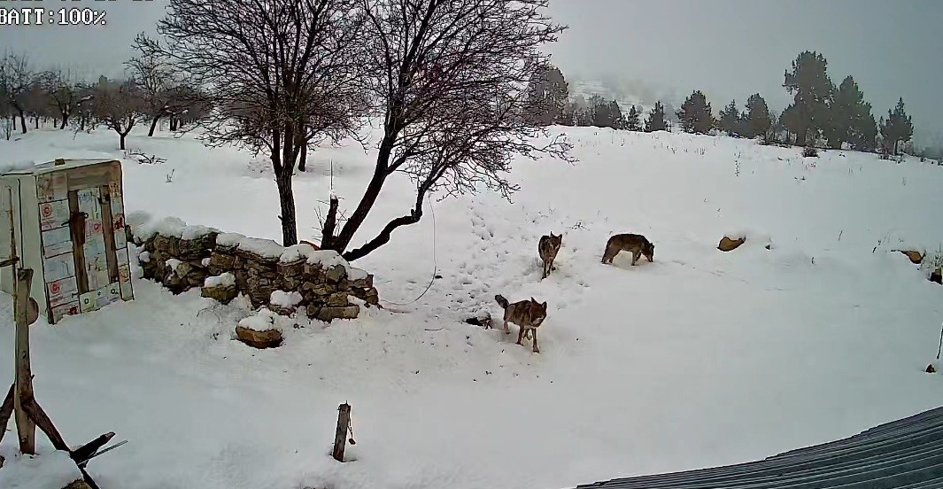 BOZYAZI’DA KURTLAR KÖYE İNDİ: O ANLAR KAMERADA