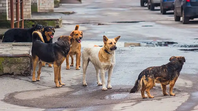 KÖPEKLERİN SALDIRDIĞI 3 YAŞINDAKİ ÇOCUK AĞIR YARALANDI