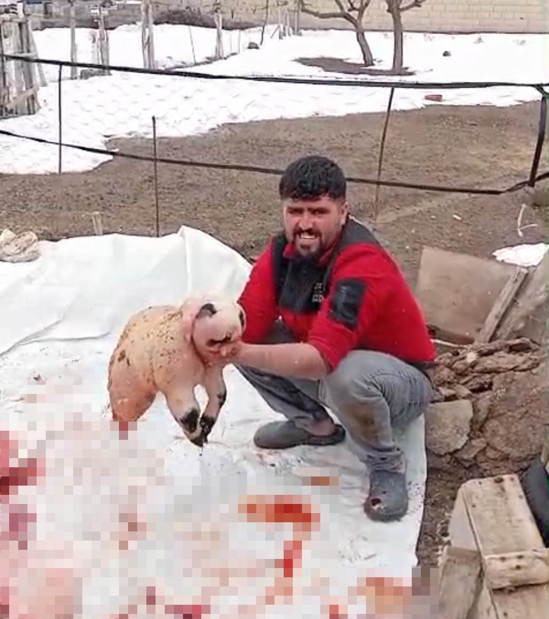 BİTLİS’TE ÖLÜ DOĞAN KUZU, PANDA YAVRUSUNA BENZERLİĞİYLE ŞAŞIRTTI