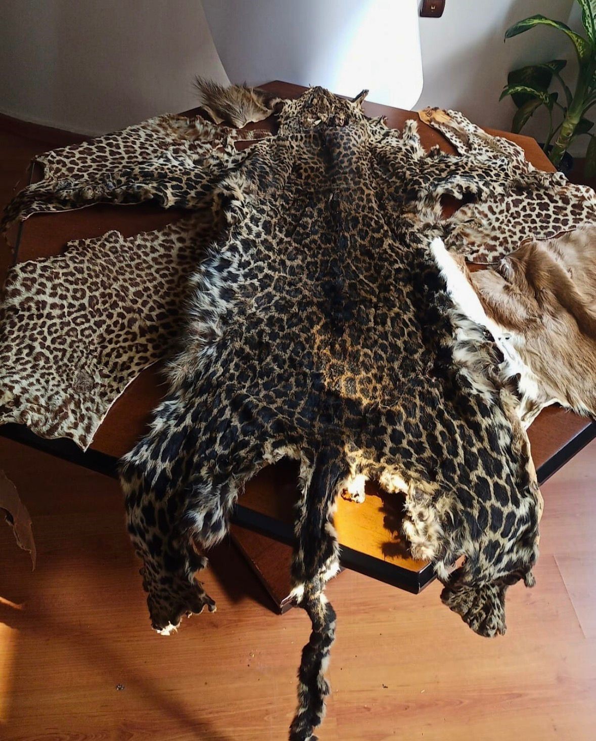 ÇUKUROVA ULUSLARARASI HAVALİMANI’NDA LEOPAR POSTU VE BAYKUŞ GÖZÜ ELE GEÇİRİLDİ