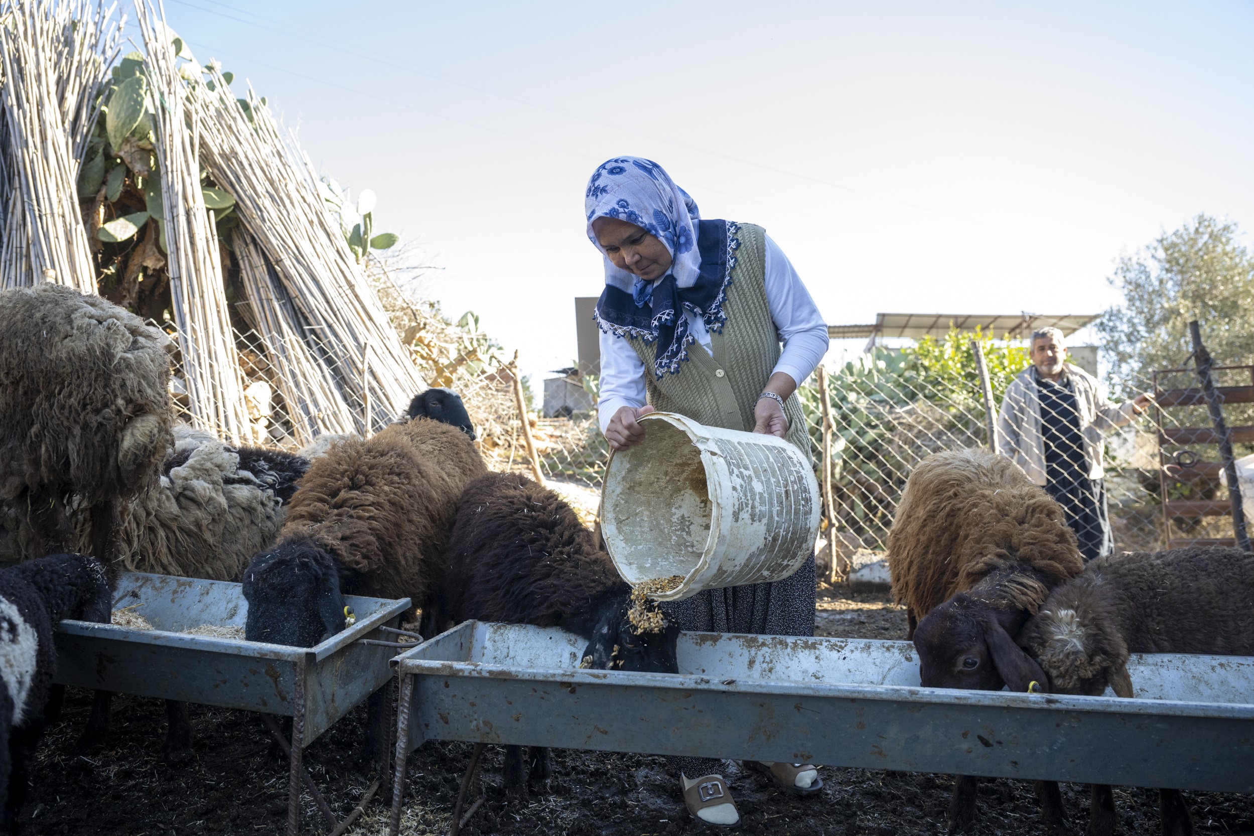 MERSİN’DE 360 YETİŞTİRİCİYE 9 BİN KÜÇÜKBAŞ DESTEĞİ