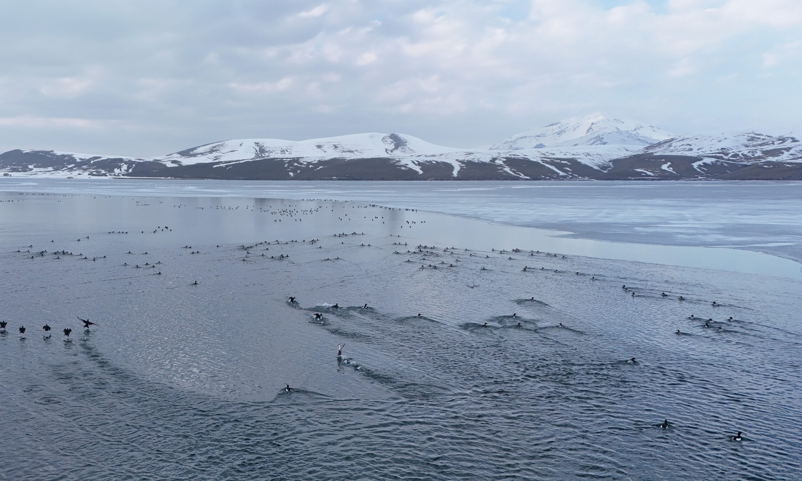 NAZİK GÖLÜ’NDE BUZLAR ÇÖZÜLDÜ, ÖRDEKLERİN DANSI HAYRAN BIRAKTI
