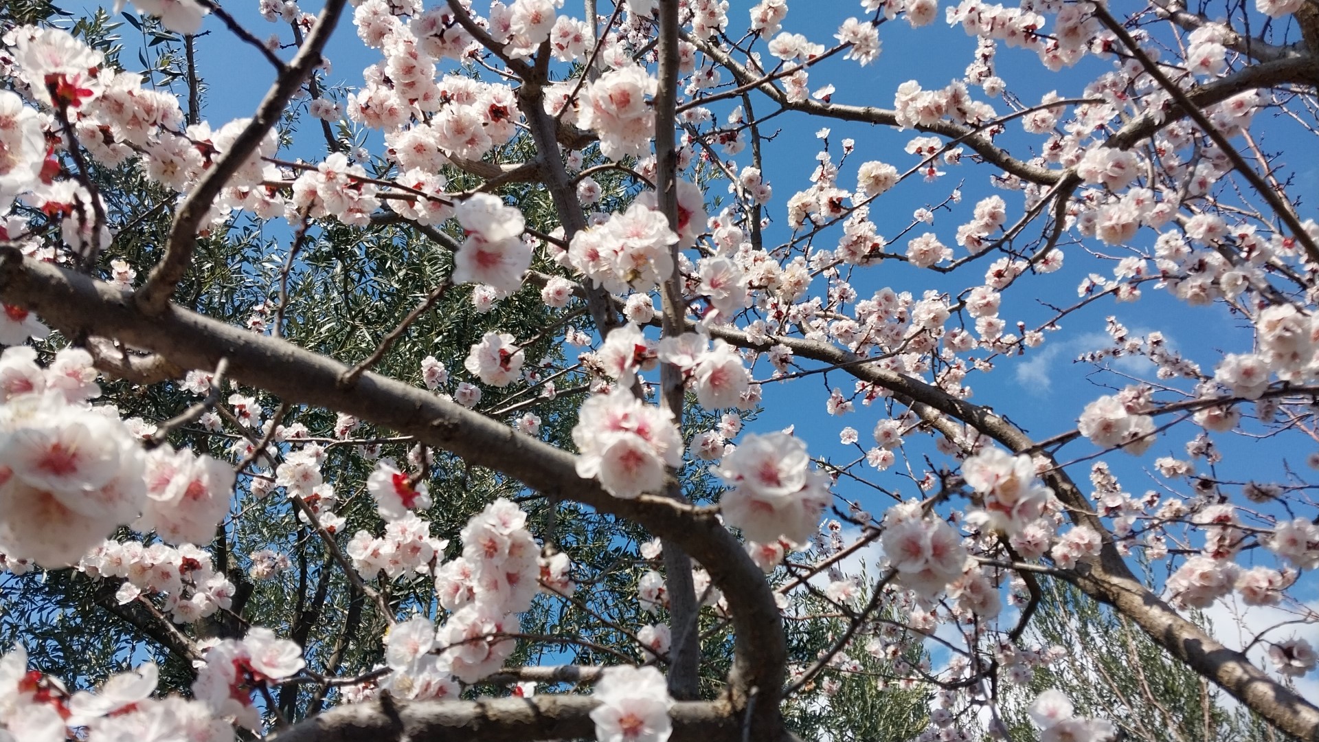 MUT’TA KAYISI AĞAÇLARI ADETA GELİNLİĞE BÜRÜNDÜ