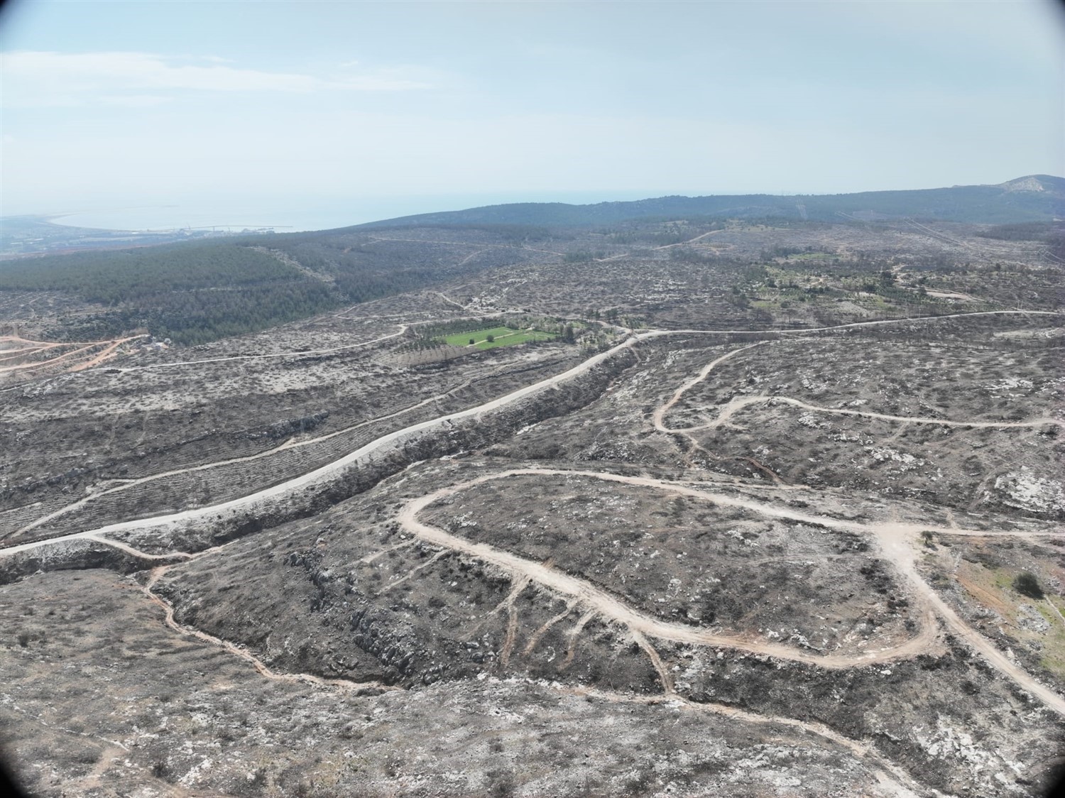 MERSİN’DE YANGIN SAHALARINDA DOĞA YENİDEN CANLANIYOR