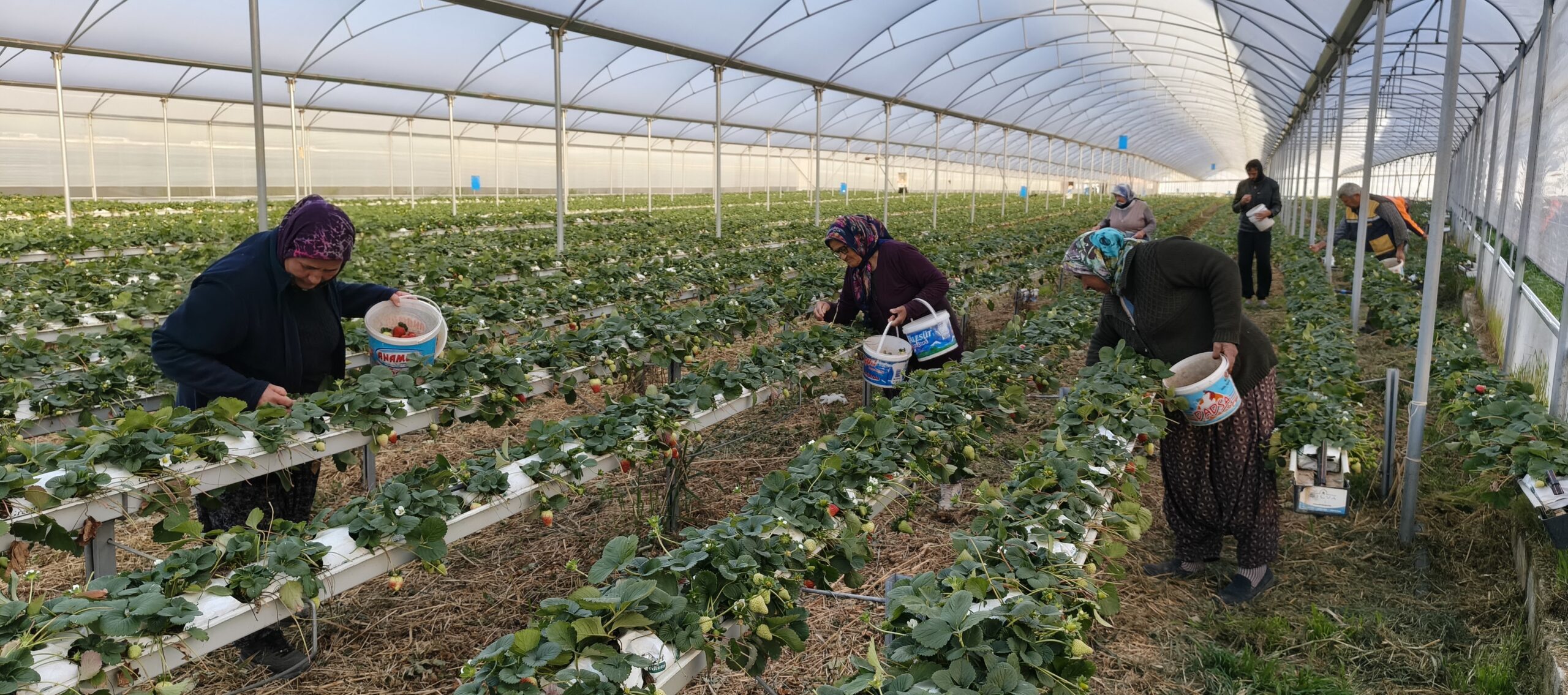 SİLİFKE’DE ÖRTÜ ALTI ÇİLEKTE BAHAR HASADI: KİLOSU 140 İLE 160 TL ARASINDA