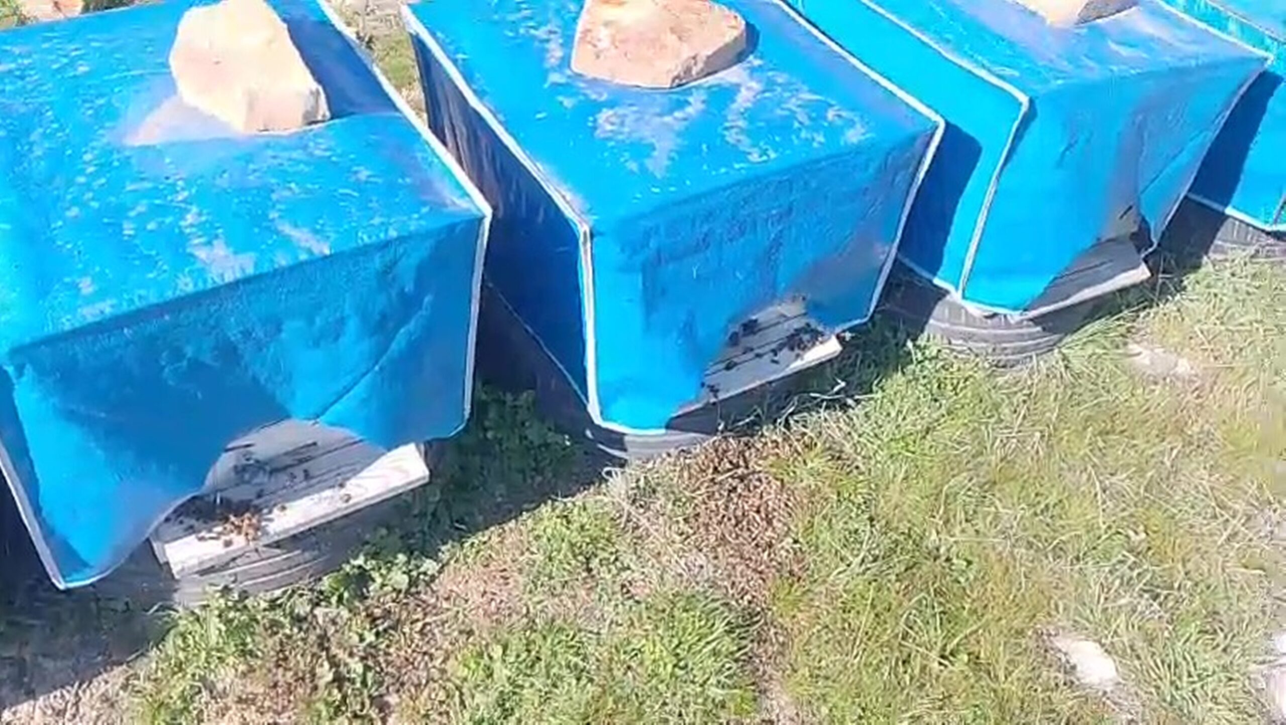 MERSİN’DE ZAMANSIZ ZİRAİ İLAÇLAMA ARILARIN ÖLÜMÜNE SEBEP OLDU