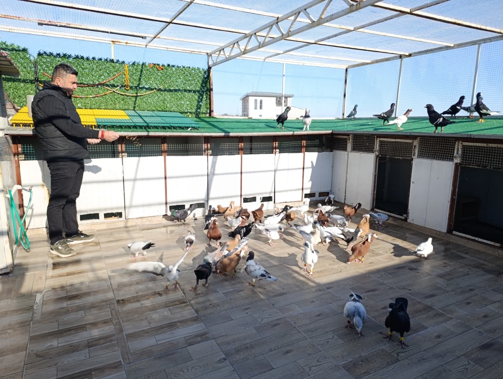 MEMURLUĞU BIRAKIP GÜVERCİN YETİŞTİRİCİSİ OLDU, OTOMOBİL FİYATINA SATIYOR