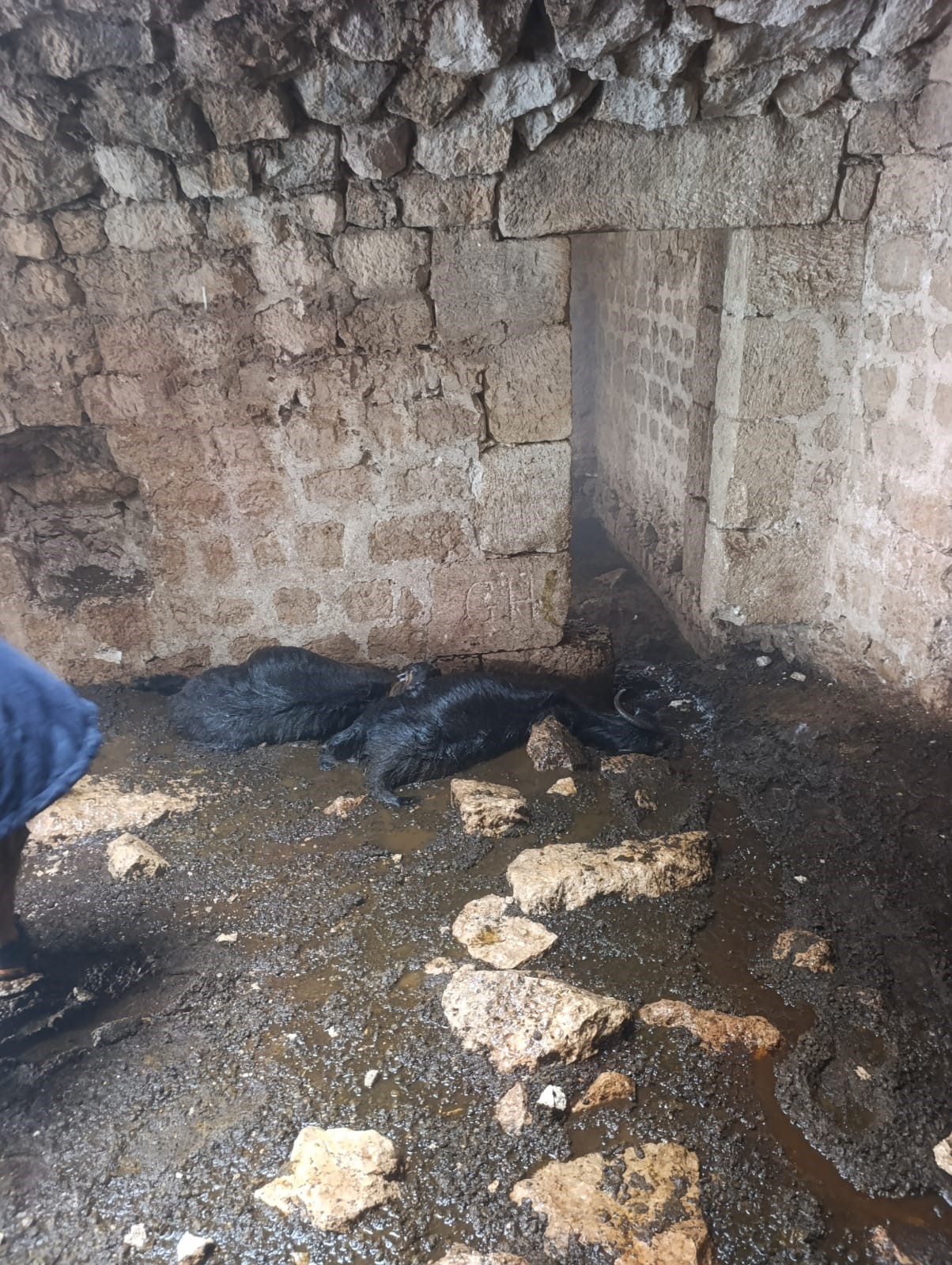 TARSUS’TA AHIRA YILDIRIM DÜŞTÜ: 5 KÜÇÜKBAŞ HAYVAN TELEF OLDU