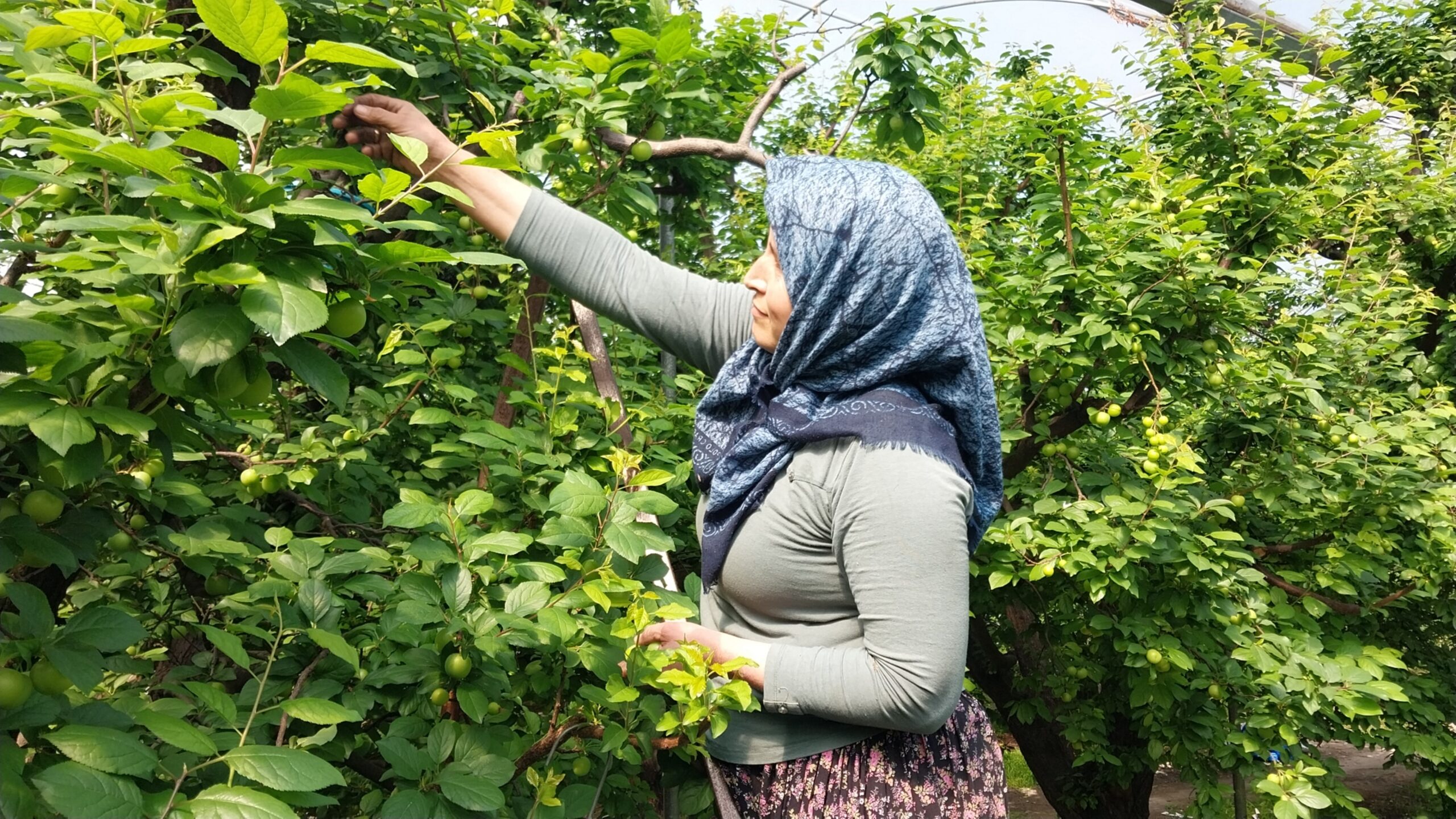 MUT’TA ÖRTÜ ALTI ERİK HASADI BAŞLADI
