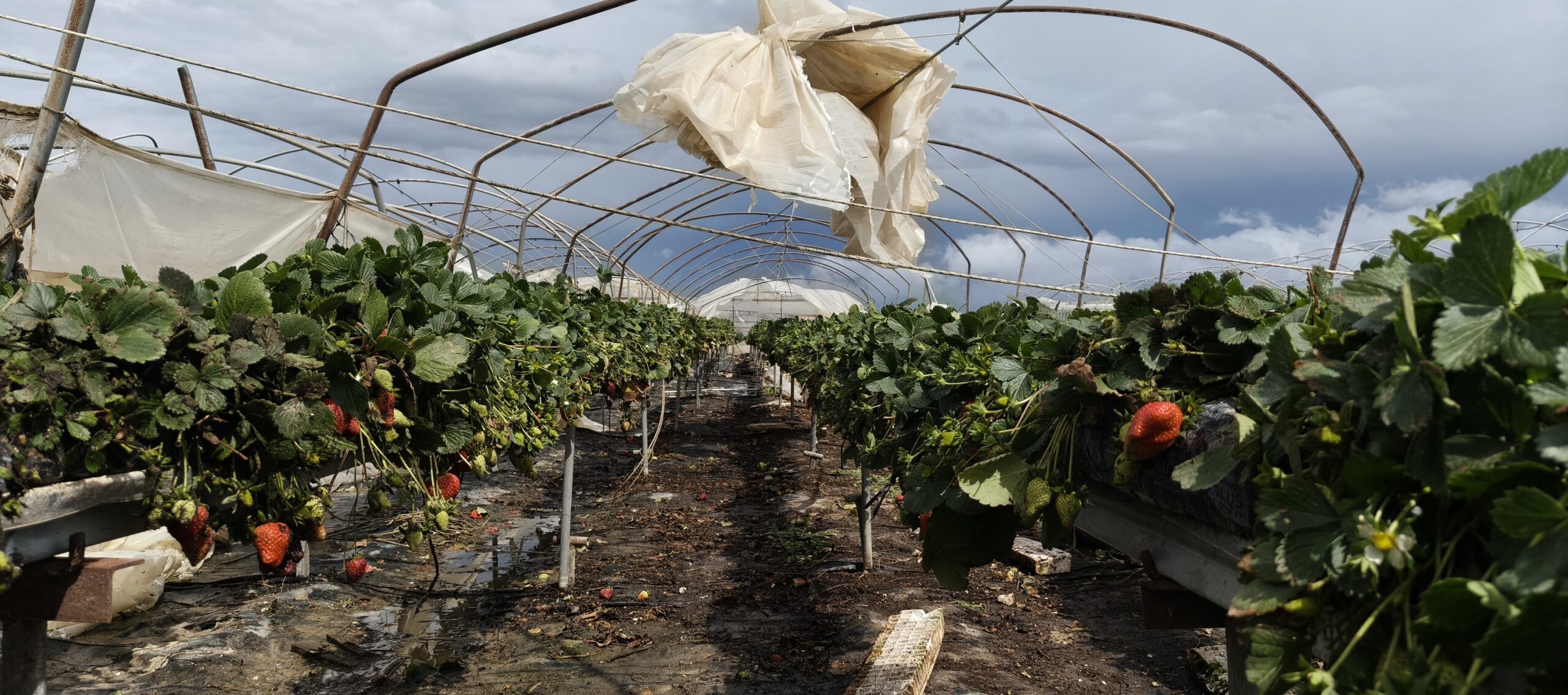 SİLİFKE’DE HORTUM SERALARI YERLE BİR ETTİ