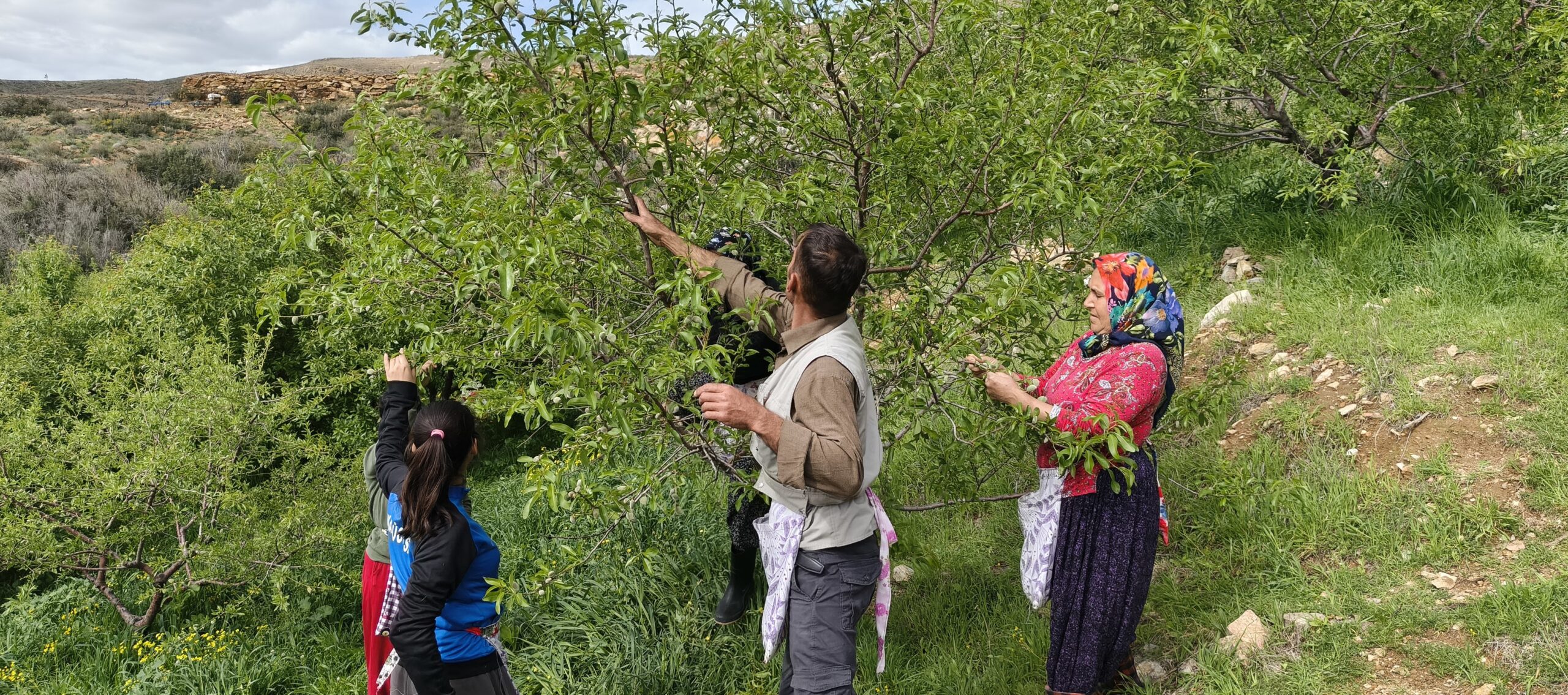 TURFANDA ÇAĞLA HASADI ERKEN BAŞLADI