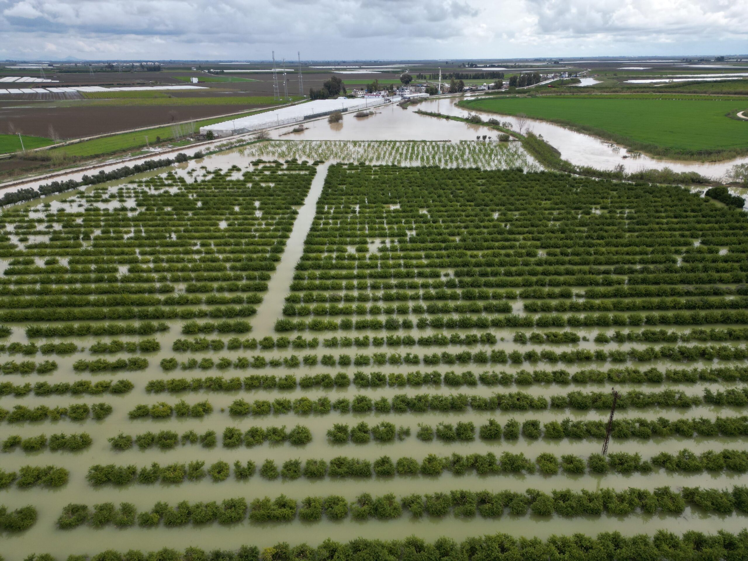 YAĞIŞLAR TARIM ARAZİLERİNİ VURDU