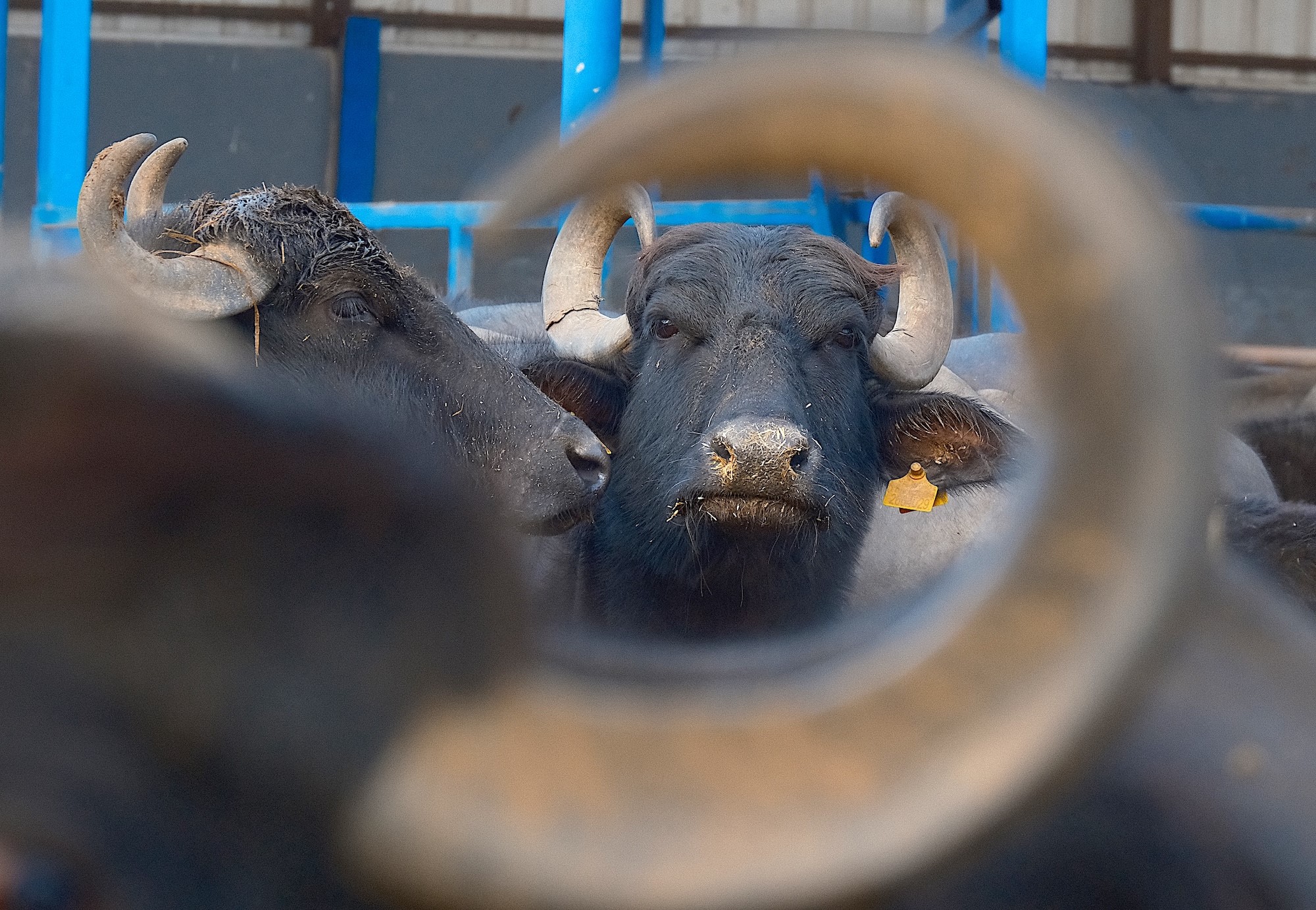 TÜRKİYE’NİN YENİ MANDA IRKI MURANA, SÜT VERİMİYLE DİKKAT ÇEKİYOR