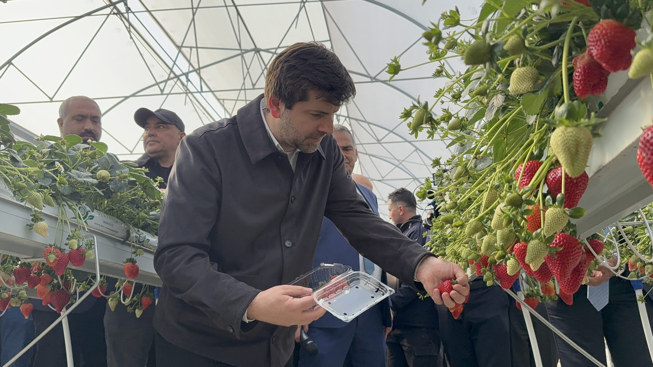 TARSUS’TA TOPRAKSIZ TARIMDA İLK ÇİLEK HASADI YAPILDI