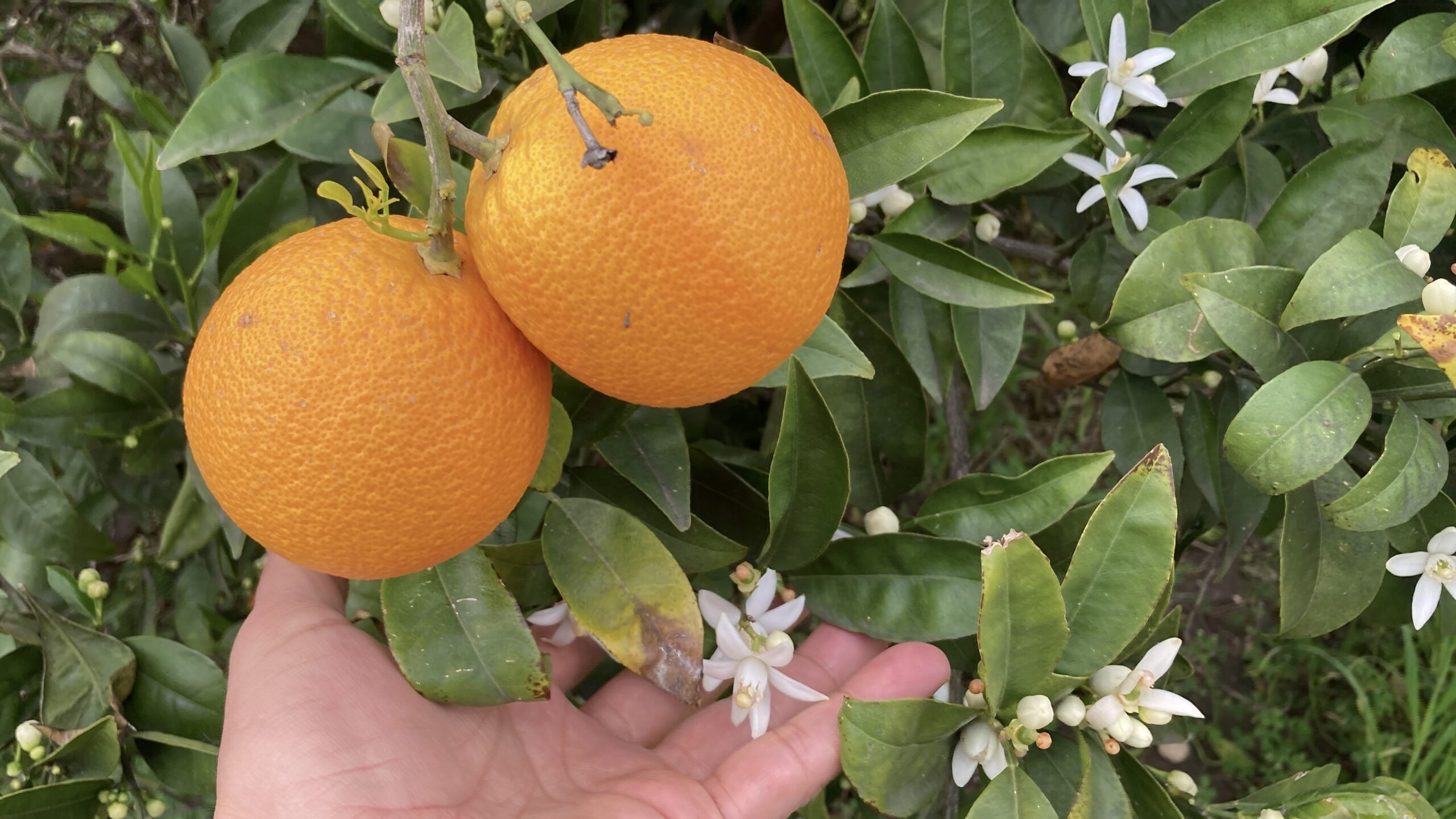 MERSİN PORTAKAL KOKMAYA BAŞLADI: DALINDA KALAN ÜRÜNLER TOPLANMADAN ÇİÇEKLER AÇTI