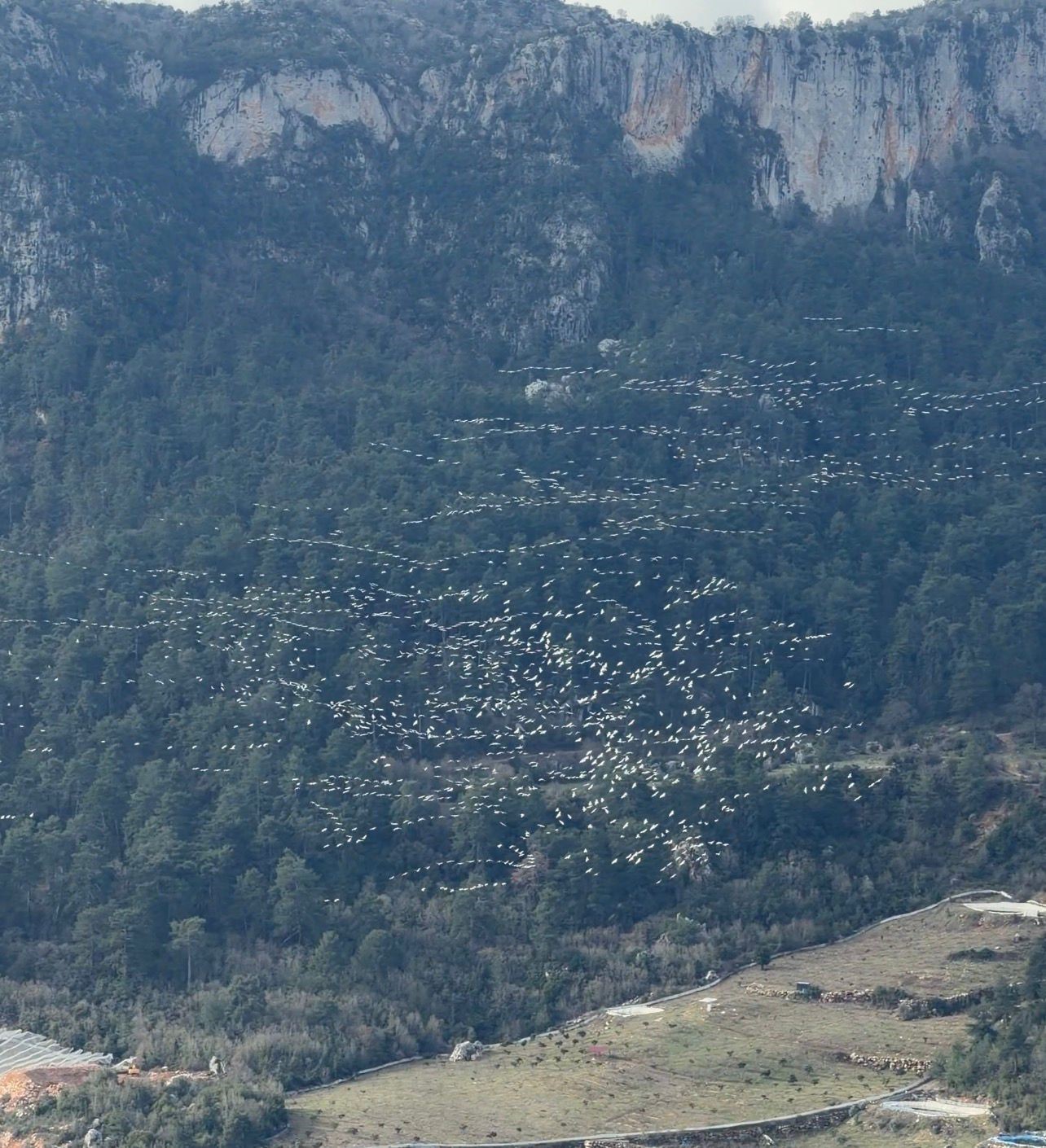 MERSİN’DE AK PELİKANLARIN DANSI GÖRSEL ŞÖLEN SUNDU