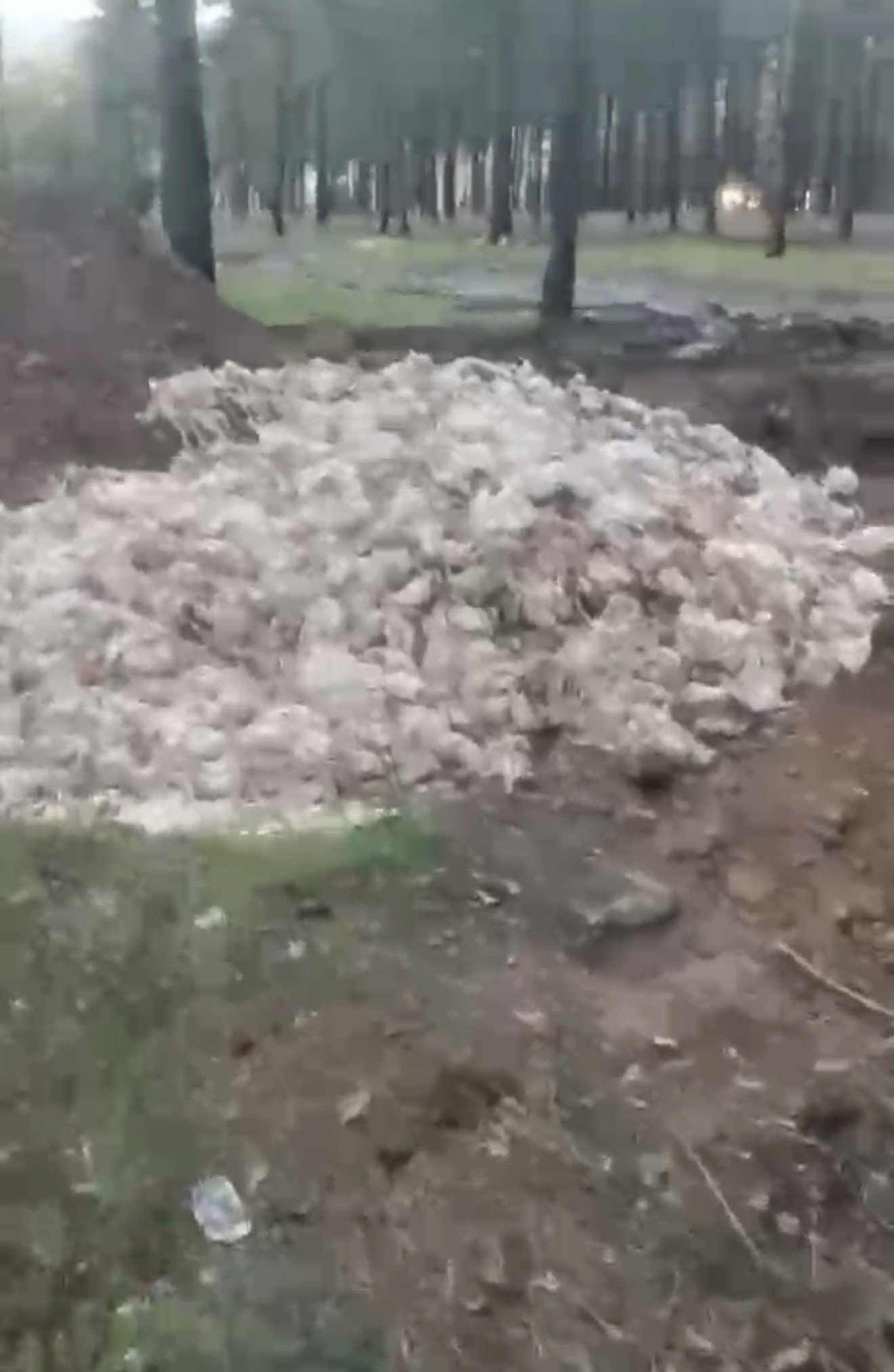 TARSUS’TA ÖLÜ TAVUKLAR ORMANA ATILDI