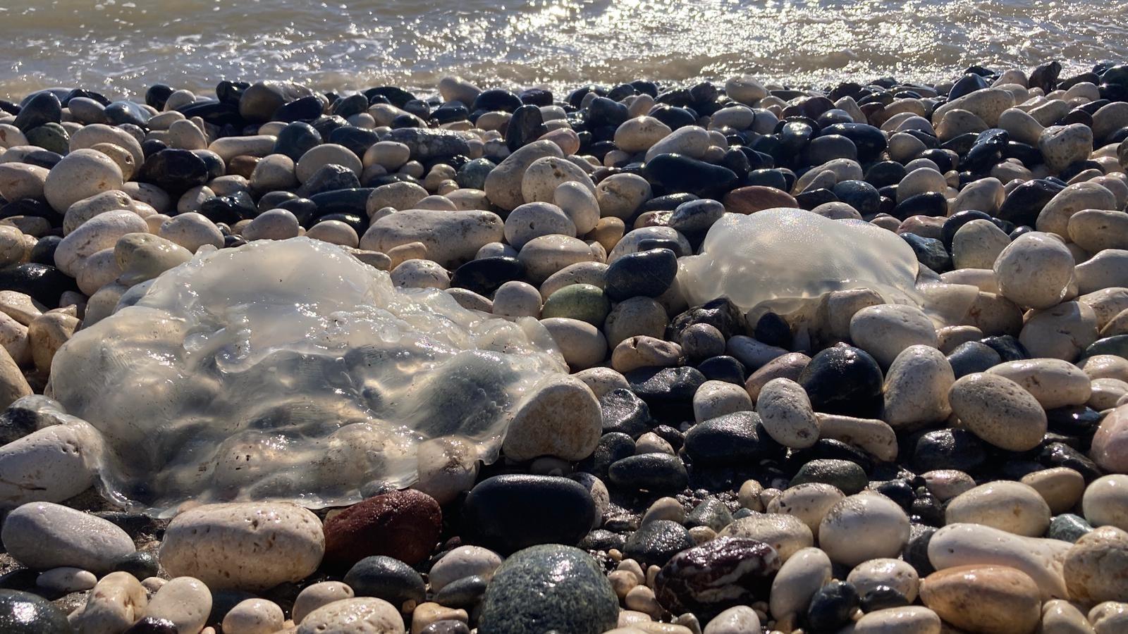 SAHİLE VURAN DENİZANALARIYLA İLGİLİ UZMANI UYARDI: “BU TABLO, İKLİM DEĞİŞİKLİĞİ VE İNSAN BASKISININ BİRLEŞİK ETKİSİDİR”