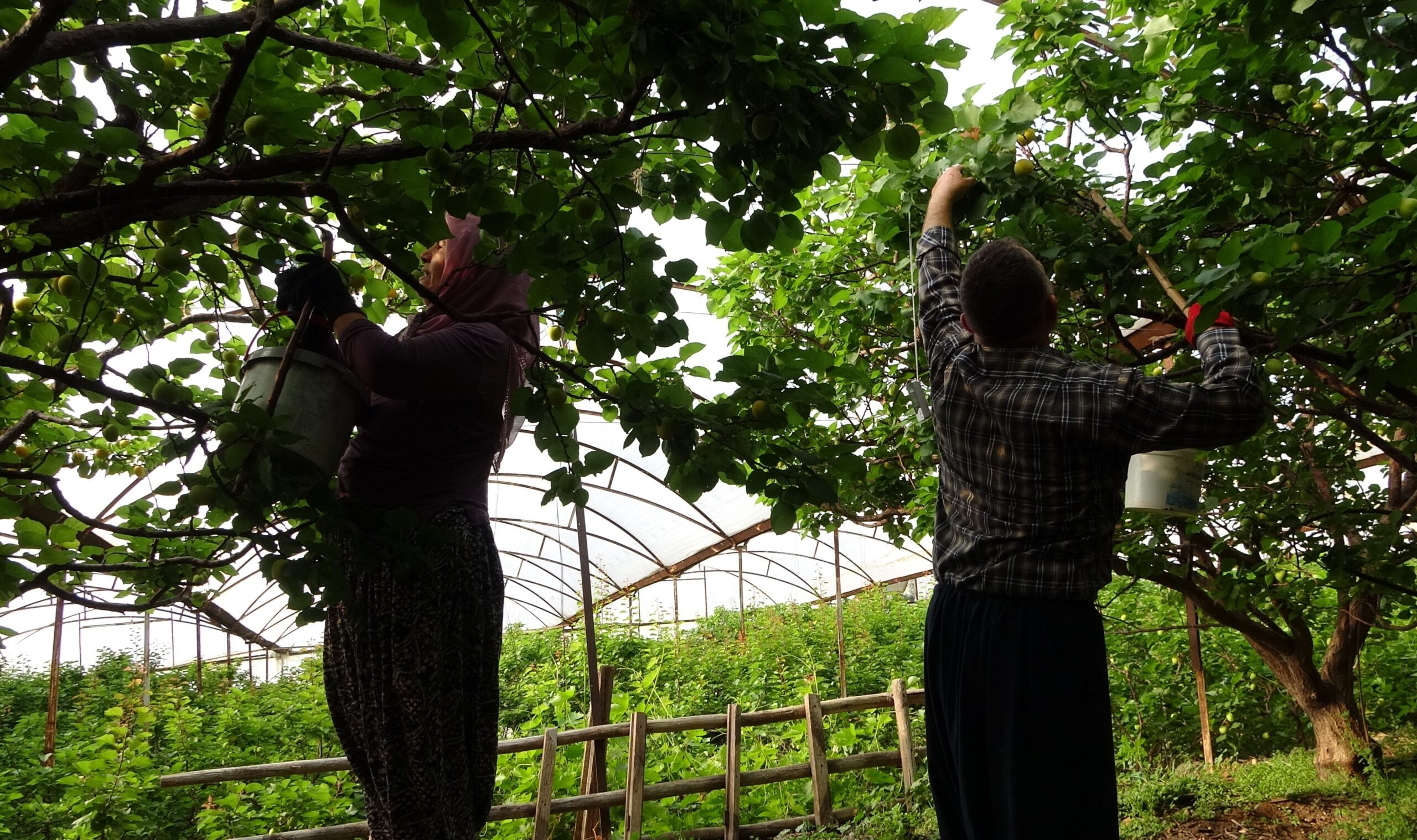 ÖRTÜ ALTINDA TURFANDA KAYISI HASADI BAŞLADI