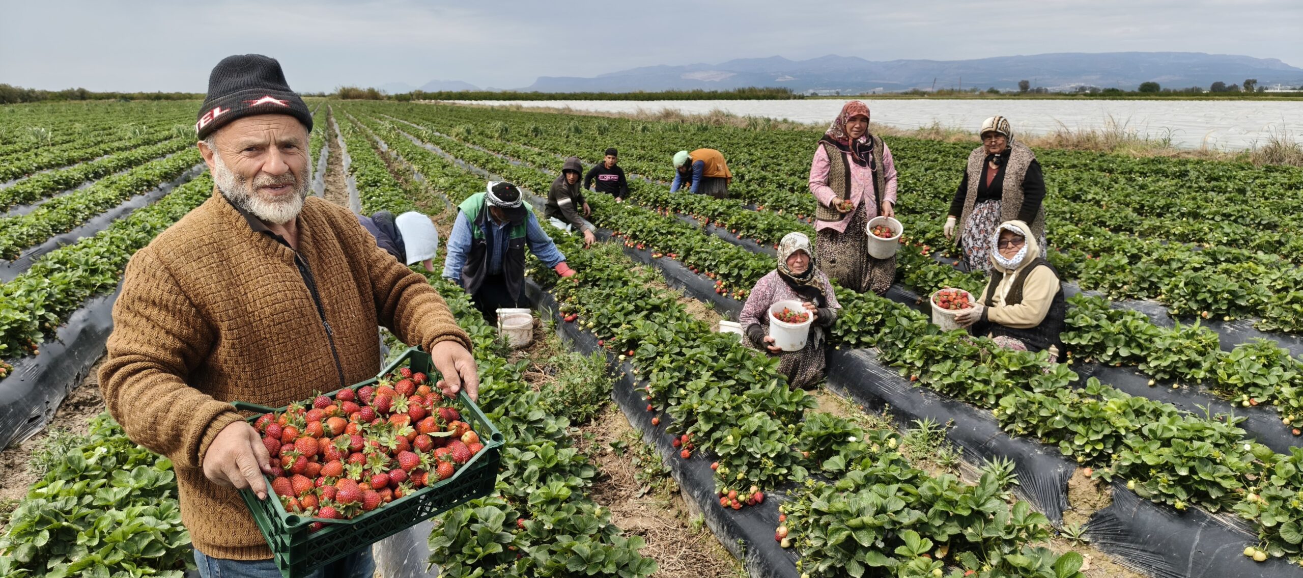 MERSİN’DE AÇIKTA ÇİLEK HASADI BAŞLADI: İÇ PAZARDA KİLOGRAMI 65 İLE 75 TL ARASINDA