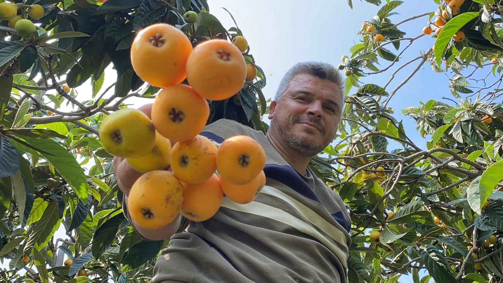 ‘SARI ALTIN’ YENİDÜNYADA HASAT BAŞLADI: İÇ PAZARA 50-100 TL’YE, DIŞ PAZARA 4 DOLARA GÖNDERİLİYOR