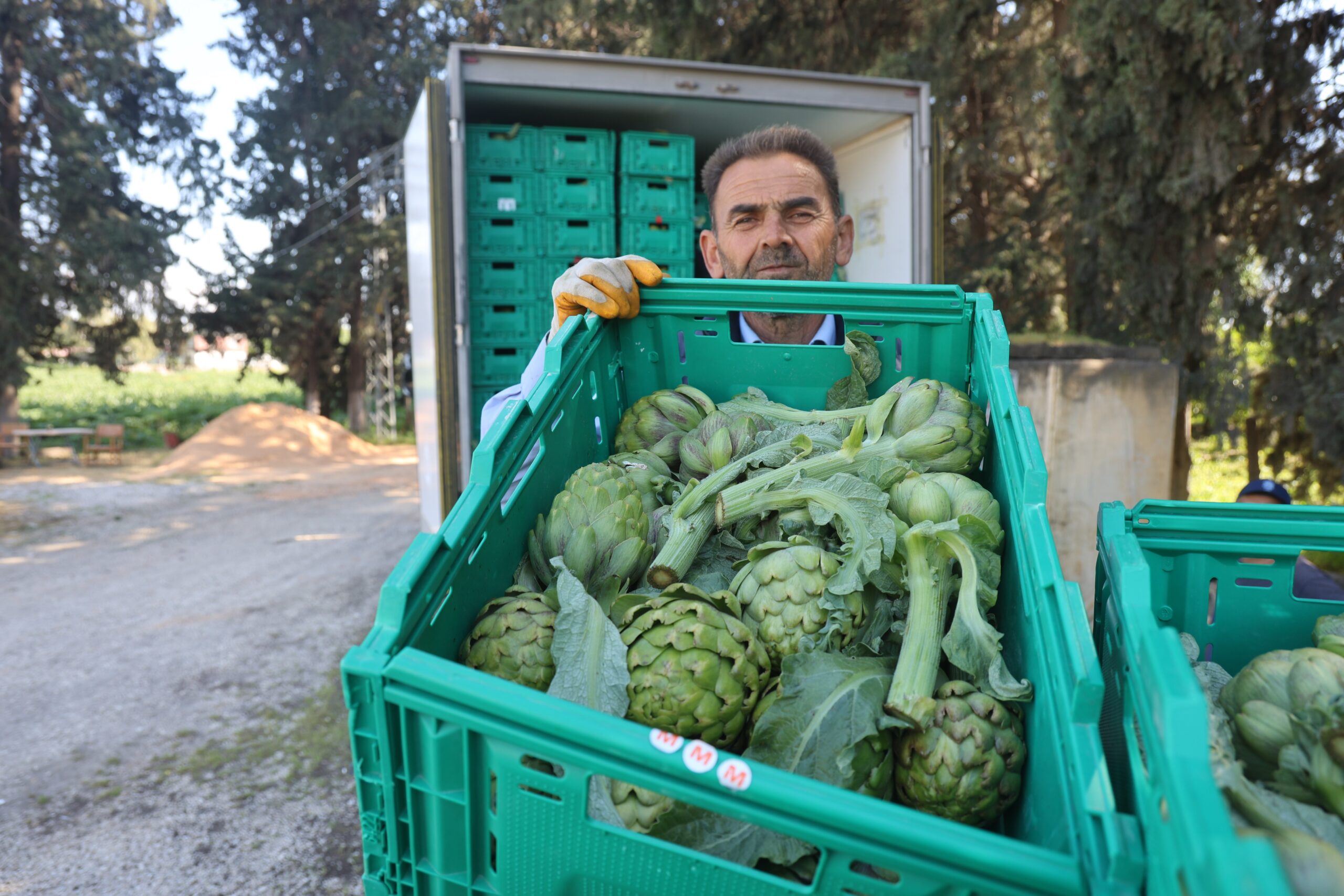 AKADEMİSYEN ÇİFTÇİNİN 7 YIL SÜREN EMEKLERİYLE 120 DÖNÜM ALANA YAYDIĞI ENGİNAR ÜRETİMİNDE HASAT BAŞLADI