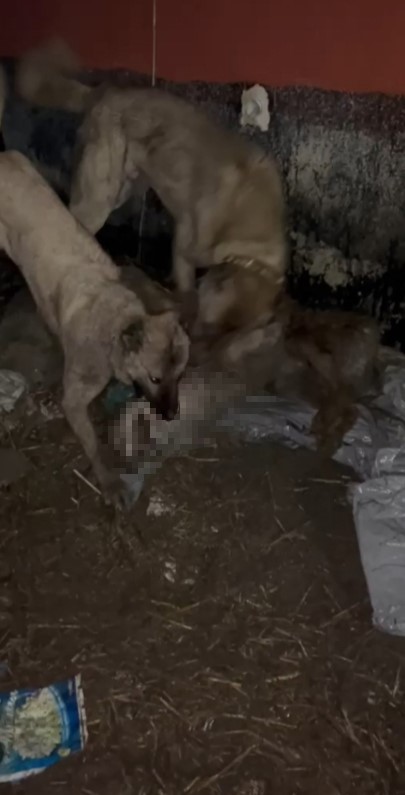 AHIRA GİRMEYE ÇALIŞAN KURDU KANGALLAR TELEF ETTİ