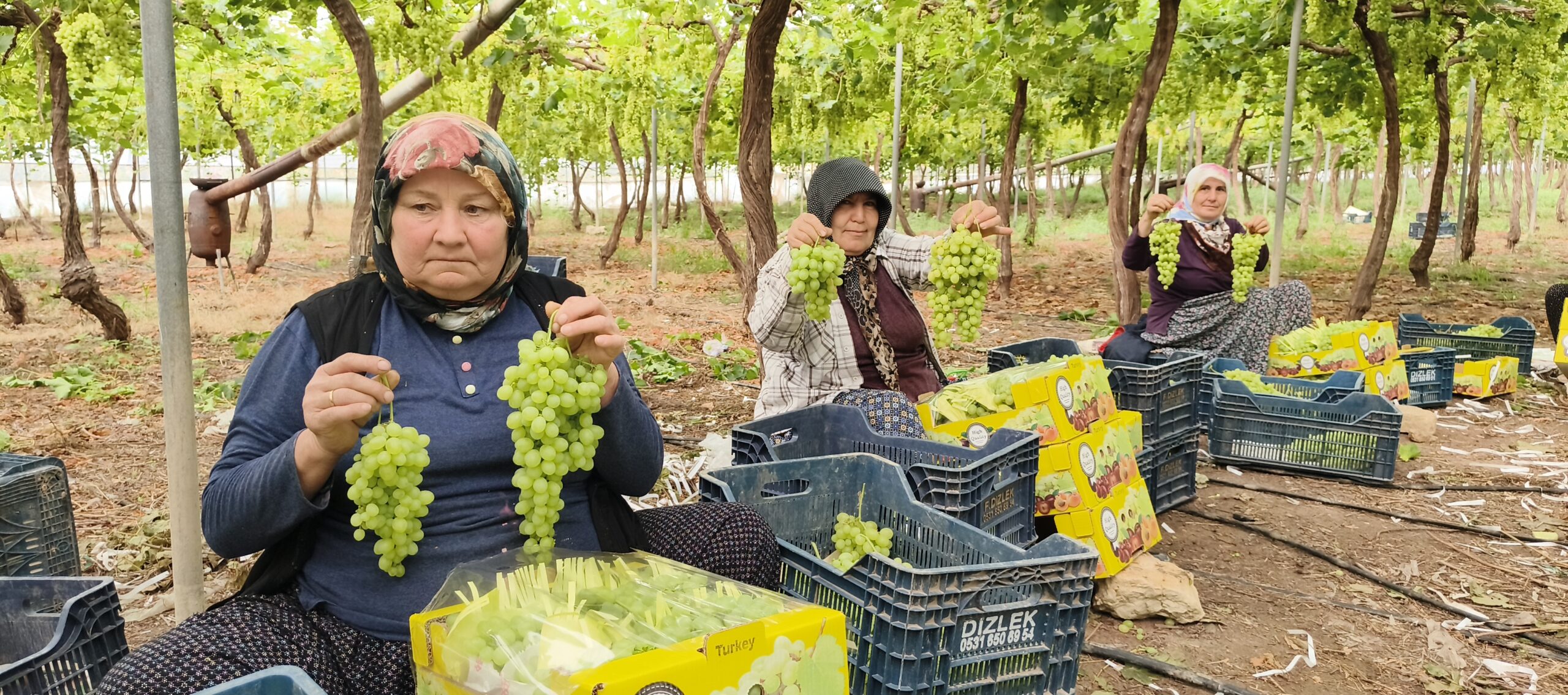 SİLİFKE’DE SEZONUN İLK ÜZÜMÜ HASAT EDİLDİ, KİLOSU 600 TL’DEN İHRAÇ EDİLDİ