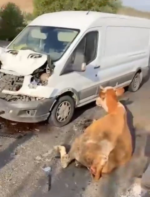 Minibüsün Çarptığı İnekler Son Anda Kesildi